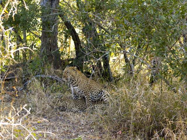 18 días en Sudáfrica - Blogs of South Africa - Safari en el Kruger (7)
